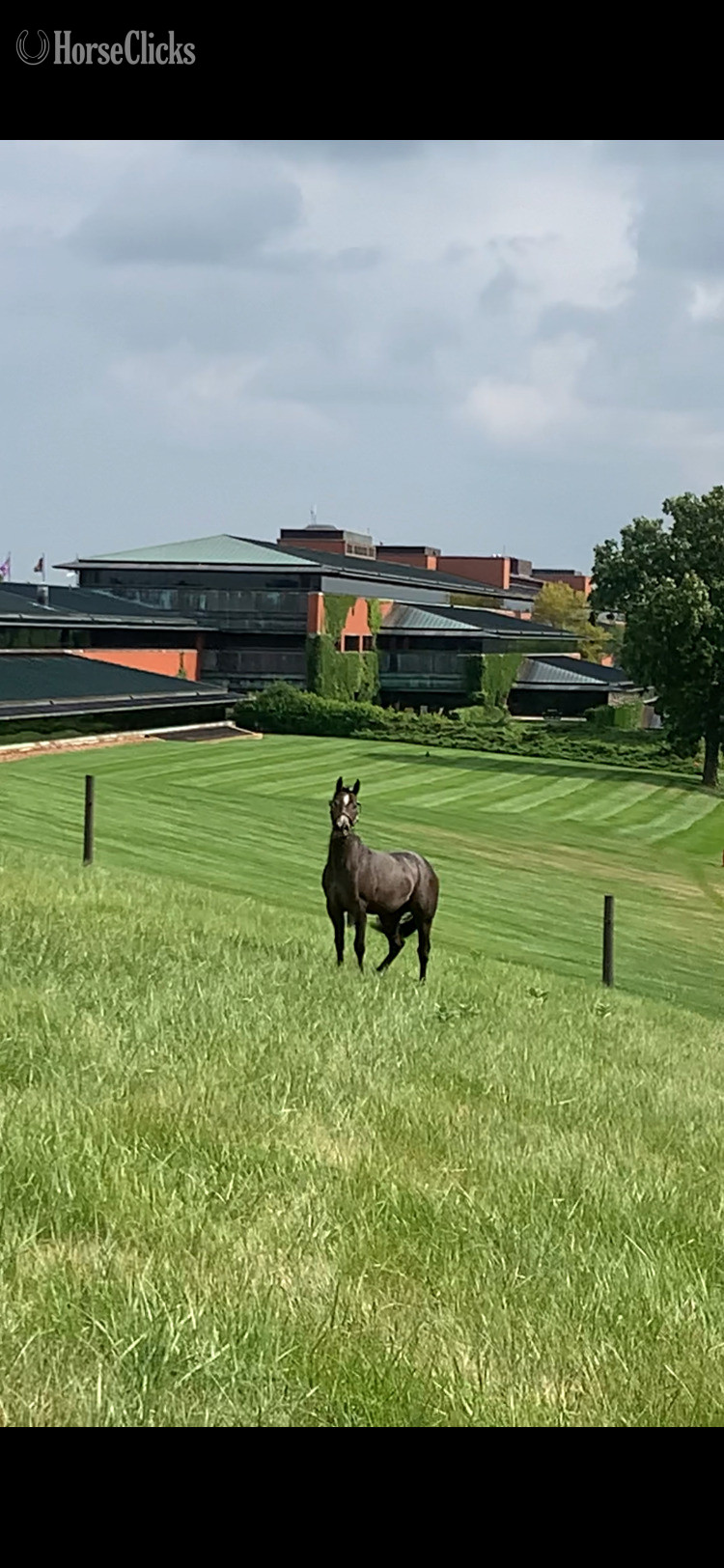 "Pt Spitfire " Grey Colt Quarter Horse - Quarter Horse in Michigan
