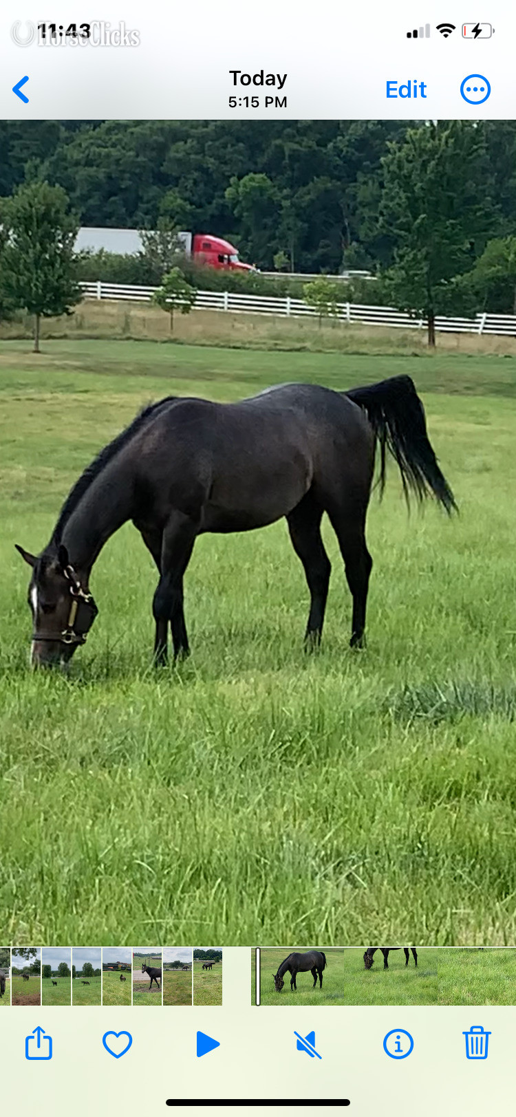 "Pt Spitfire " Grey Colt Quarter Horse - Quarter Horse