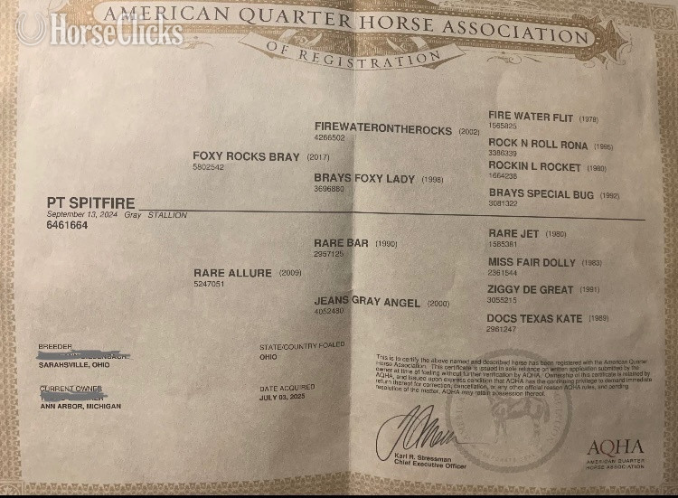"Pt Spitfire " Grey Colt Quarter Horse Michigan