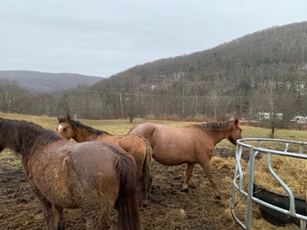 "Marlboro and Rocky " Tri-Color Filly Appaloosa