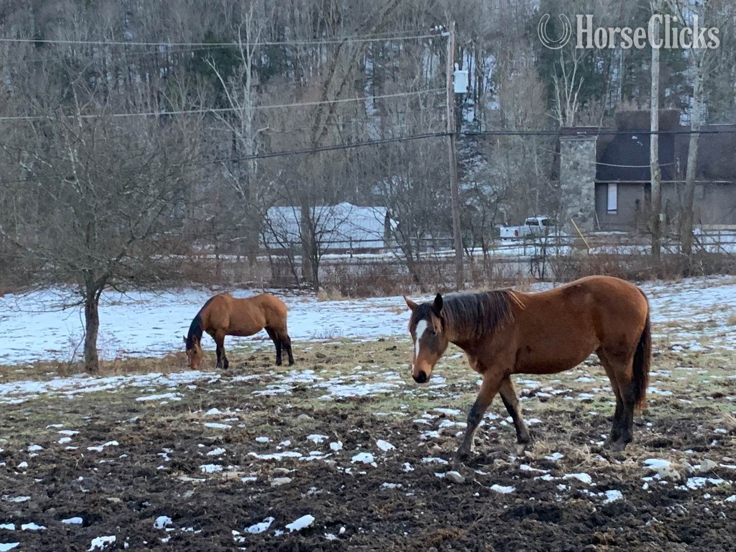 "Marlboro and Rocky " Tri-Color Filly Appaloosa