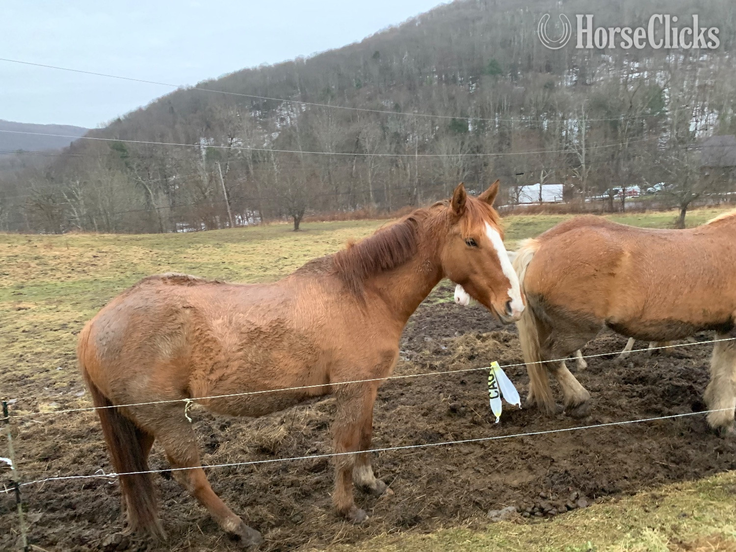 New York "Marlboro and Rocky " Tri-Color Filly Appaloosa