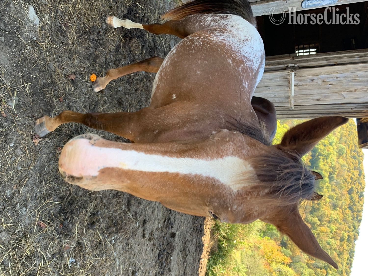 "Marlboro and Rocky " Tri-Color Filly Appaloosa - Appaloosa in New York