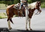 "Queso" Tabiano Gelding Paint
