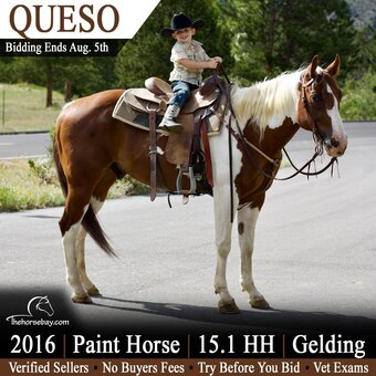 "Queso" Tabiano Gelding Paint