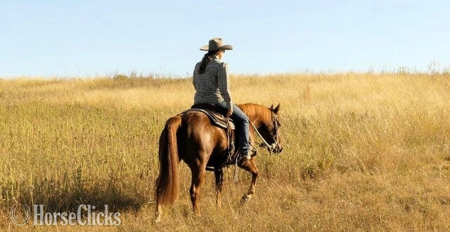  "Nicky"  Mare Quarter Horse