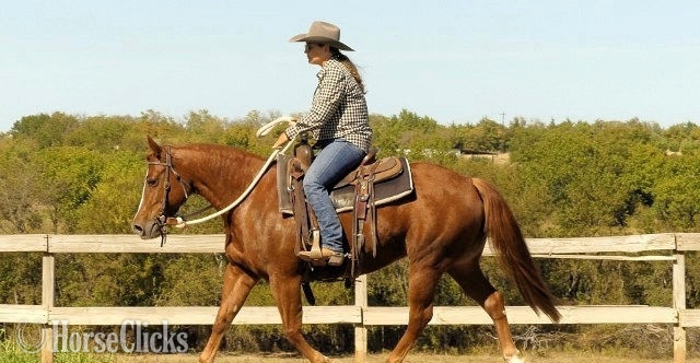 "Nicky"  Mare Quarter Horse - Quarter Horse in 