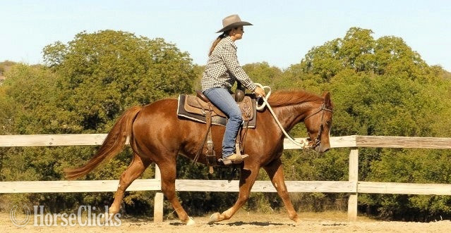 Quarter Horse - "Nicky"  Mare Quarter Horse in 