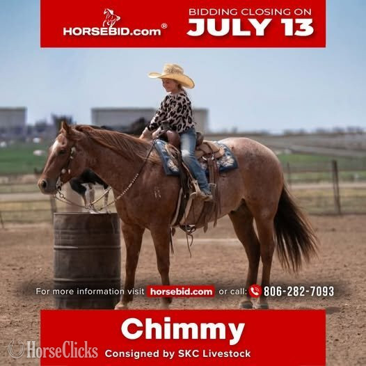 "Chimmy" Red Roan Gelding Quarter Horse in Texas