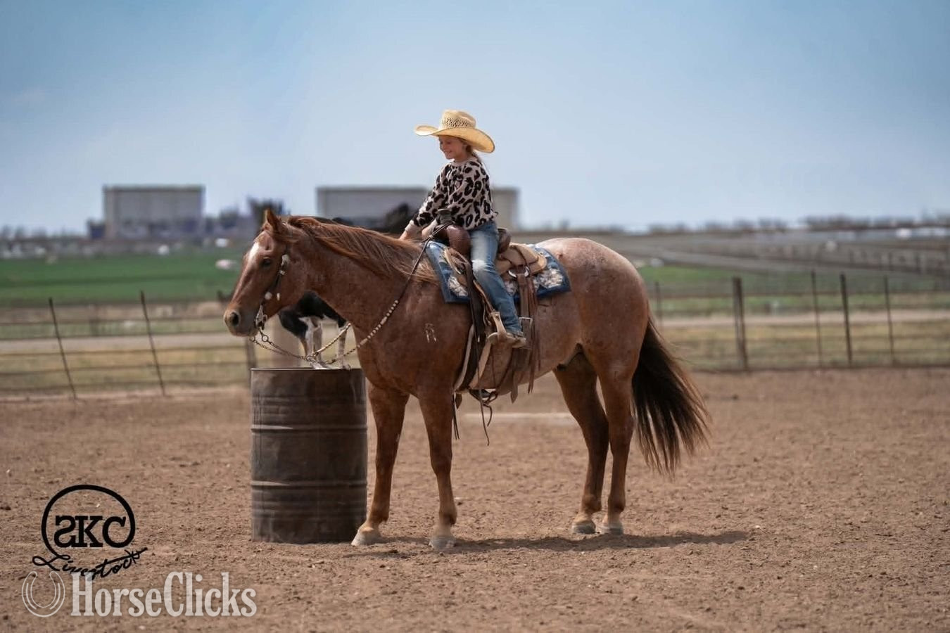 "Chimmy" Red Roan Gelding Quarter Horse