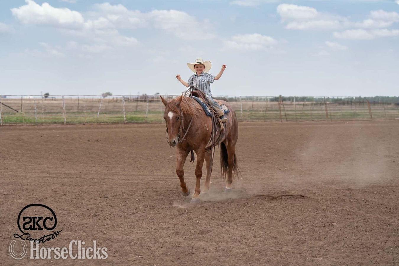 Texas "Chimmy" Red Roan Gelding Quarter Horse