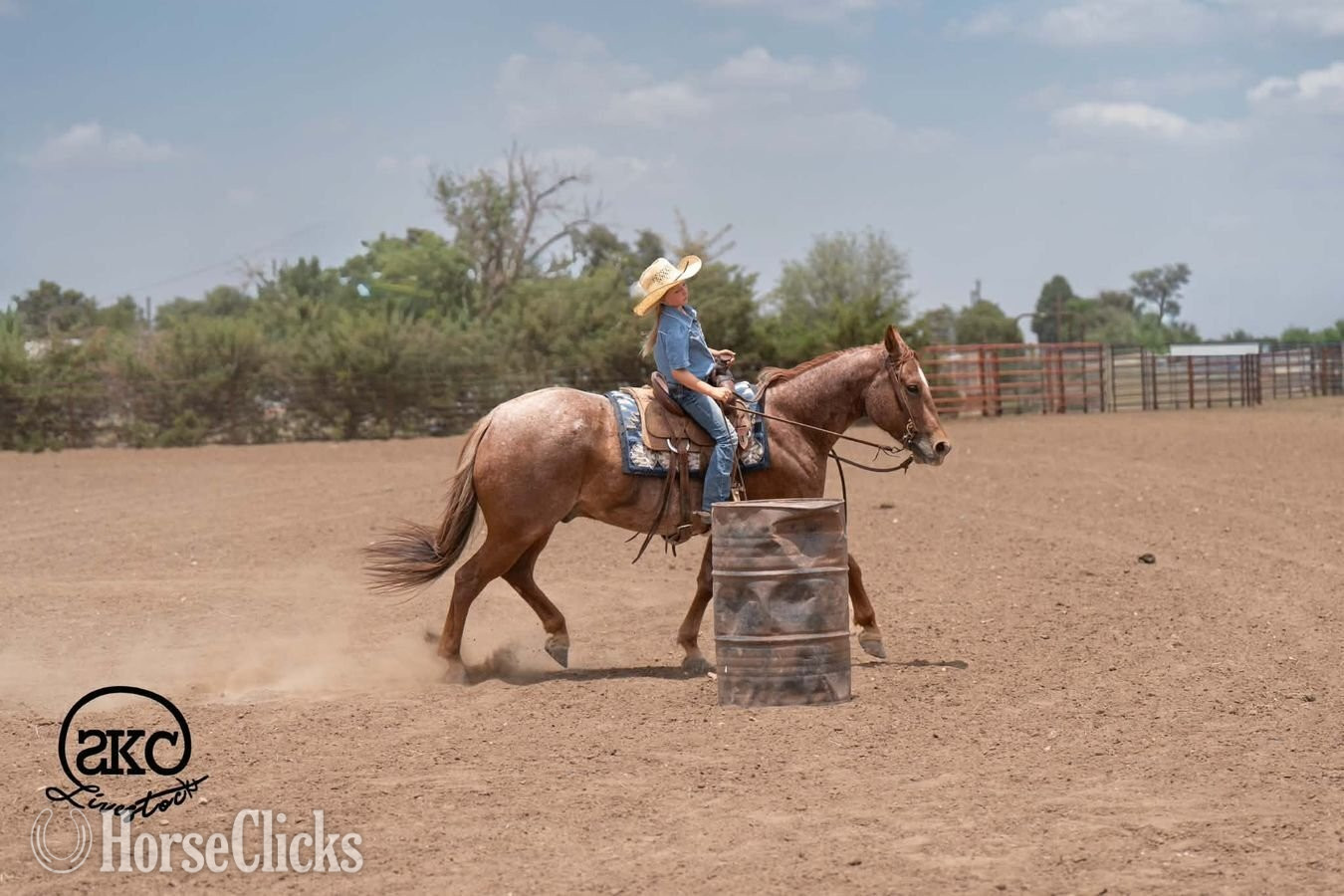 "Chimmy" Red Roan Gelding Quarter Horse - Quarter Horse in Texas
