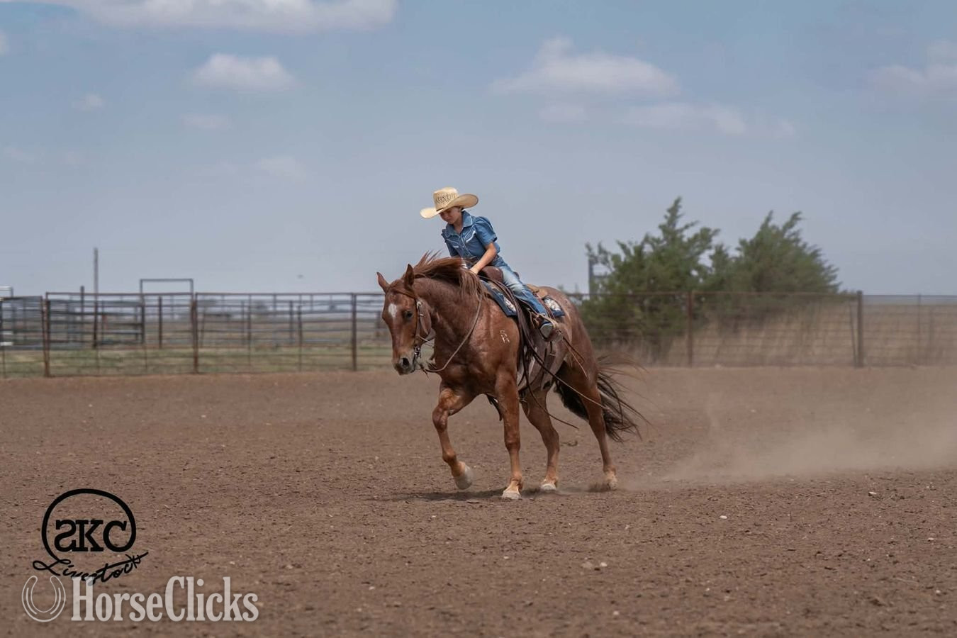 "Chimmy" Red Roan Gelding Quarter Horse - Quarter Horse