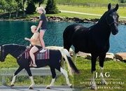"Jag" Black Gelding Spotted Saddle