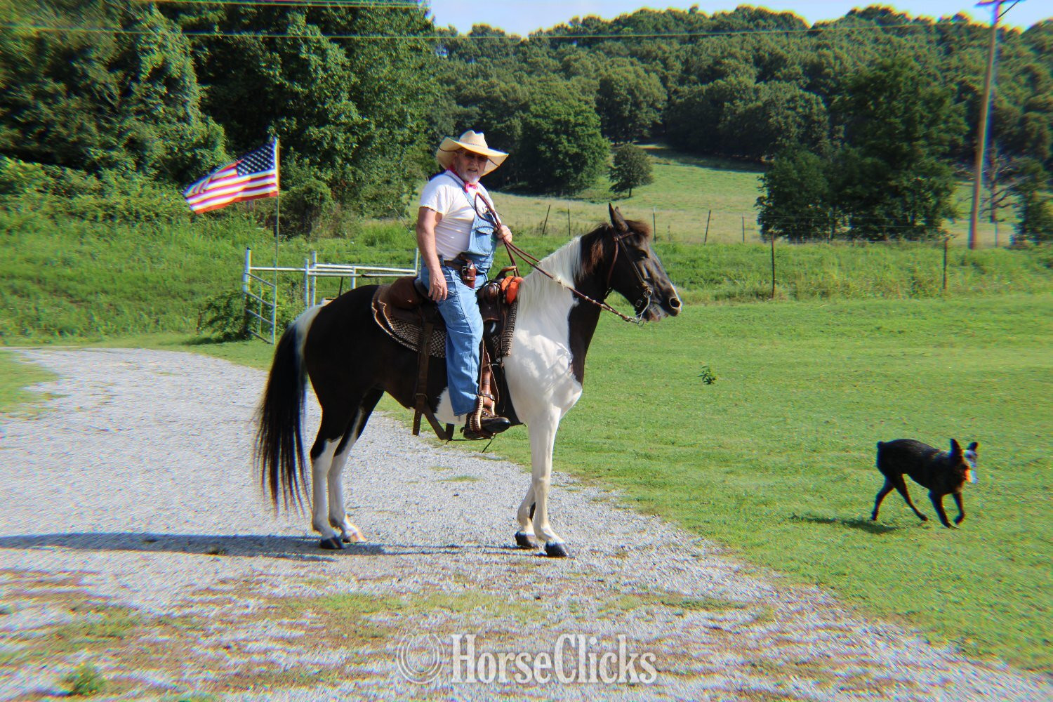 "Sundae" Pinto Mare Missouri Fox Trotter