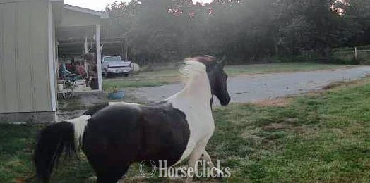 "Sundae" Pinto Mare Missouri Fox Trotter - Missouri Fox Trotter in Oklahoma