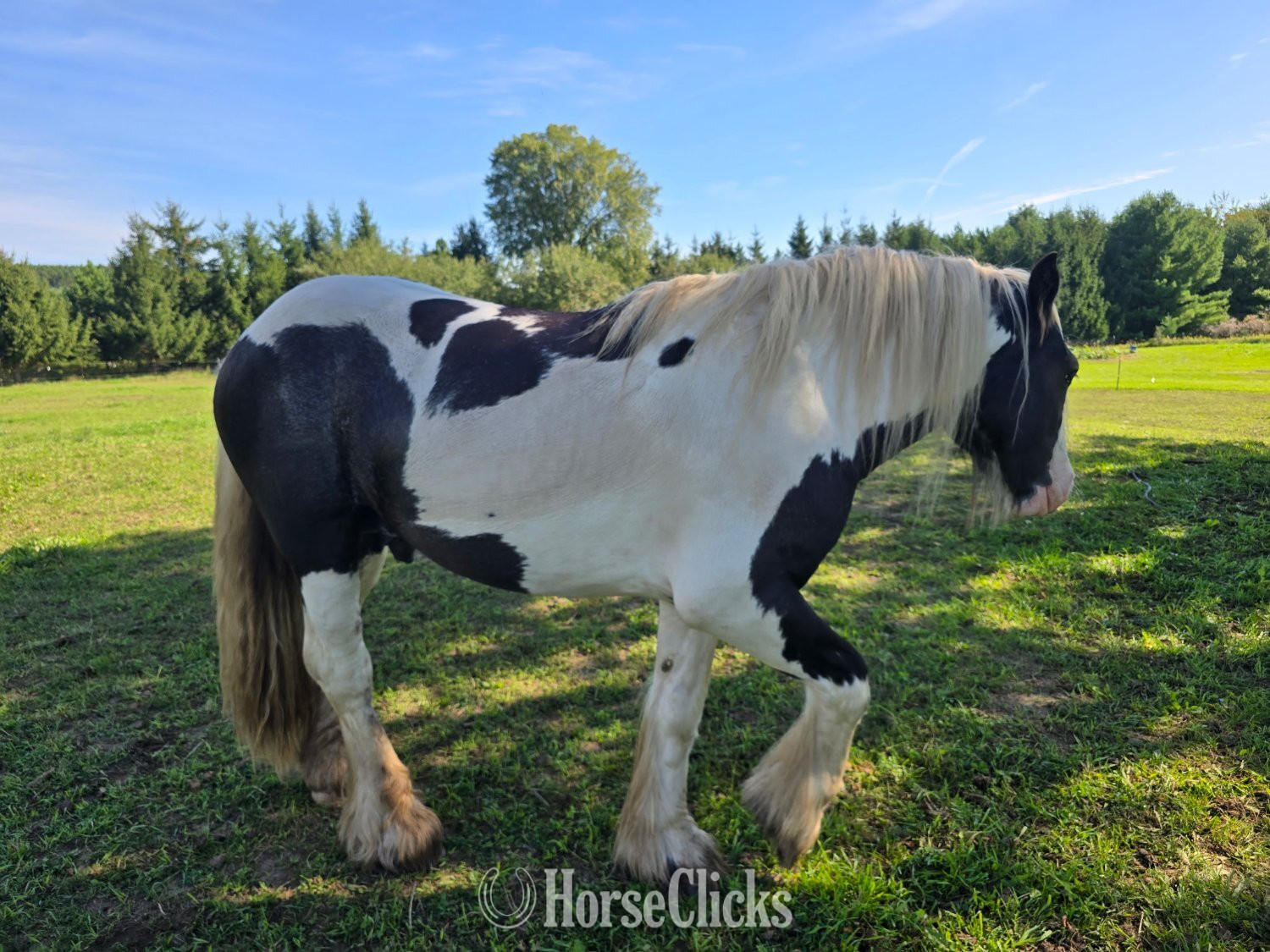 "WW Captain Cassian Andour  nickname Wood" Piebald Stallion Gypsy Vanner