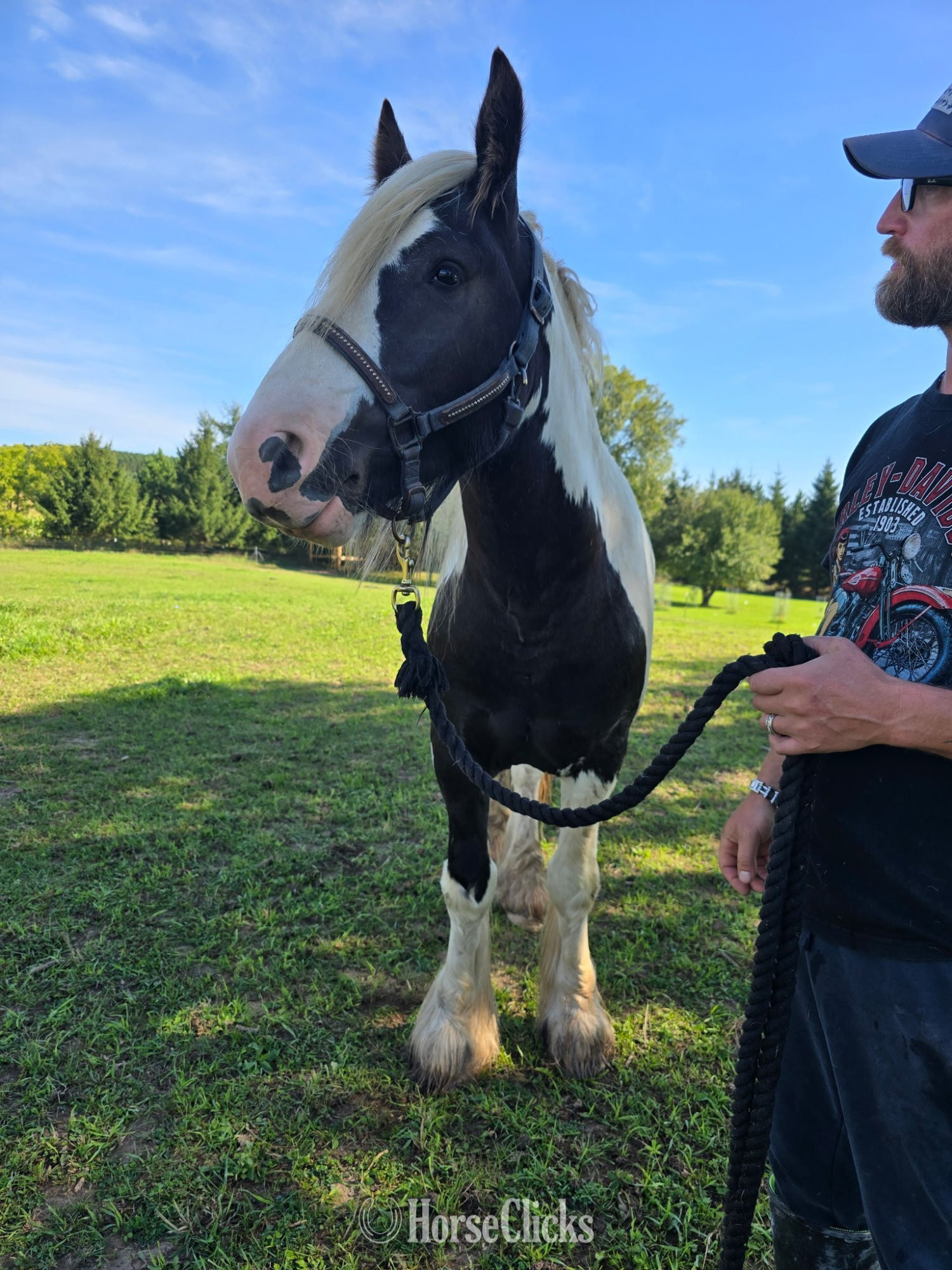 "WW Captain Cassian Andour  nickname Wood" Piebald Stallion Gypsy Vanner - Gypsy Vanner in Michigan