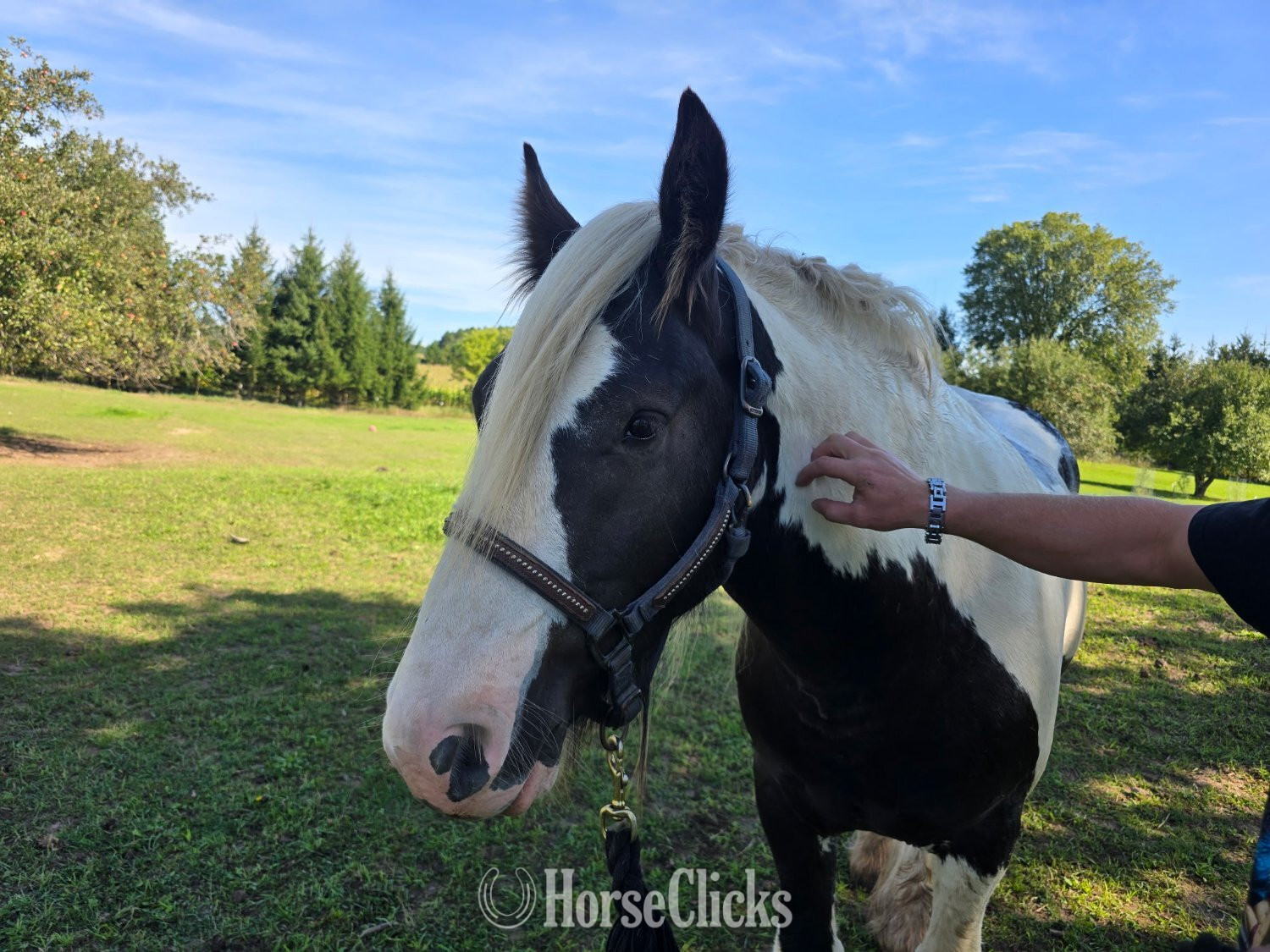 "WW Captain Cassian Andour  nickname Wood" Piebald Stallion Gypsy Vanner - Gypsy Vanner