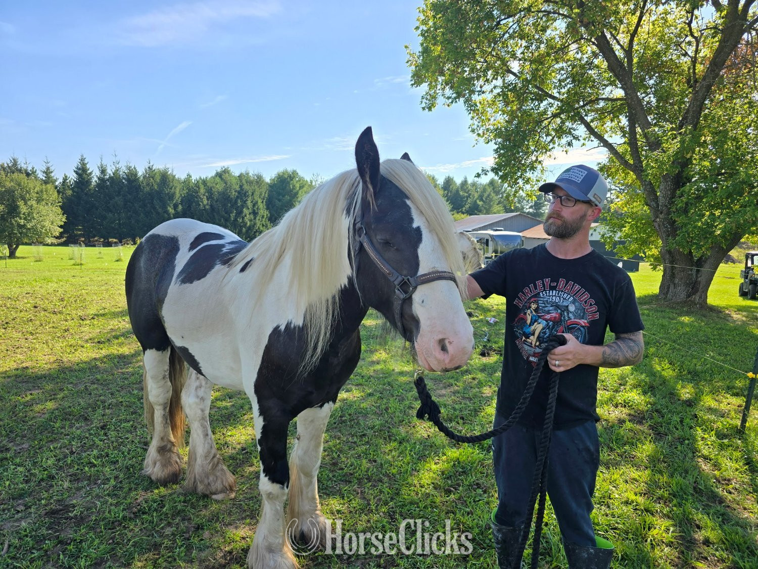 Gypsy Vanner - "WW Captain Cassian Andour  nickname Wood" Piebald Stallion Gypsy Vanner in Michigan