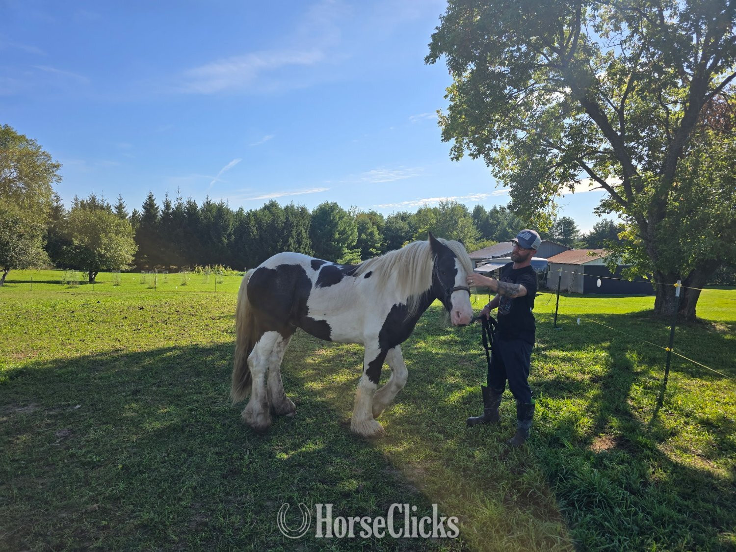 Gypsy Vanner - "WW Captain Cassian Andour  nickname Wood" Piebald Stallion Gypsy Vanner