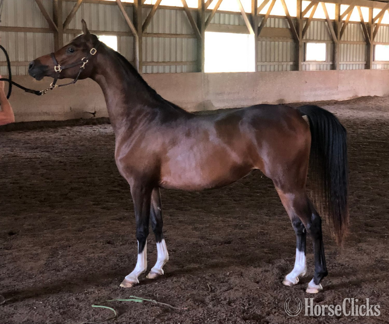 "Vitoria HWF" Bay Filly Arabian in New York