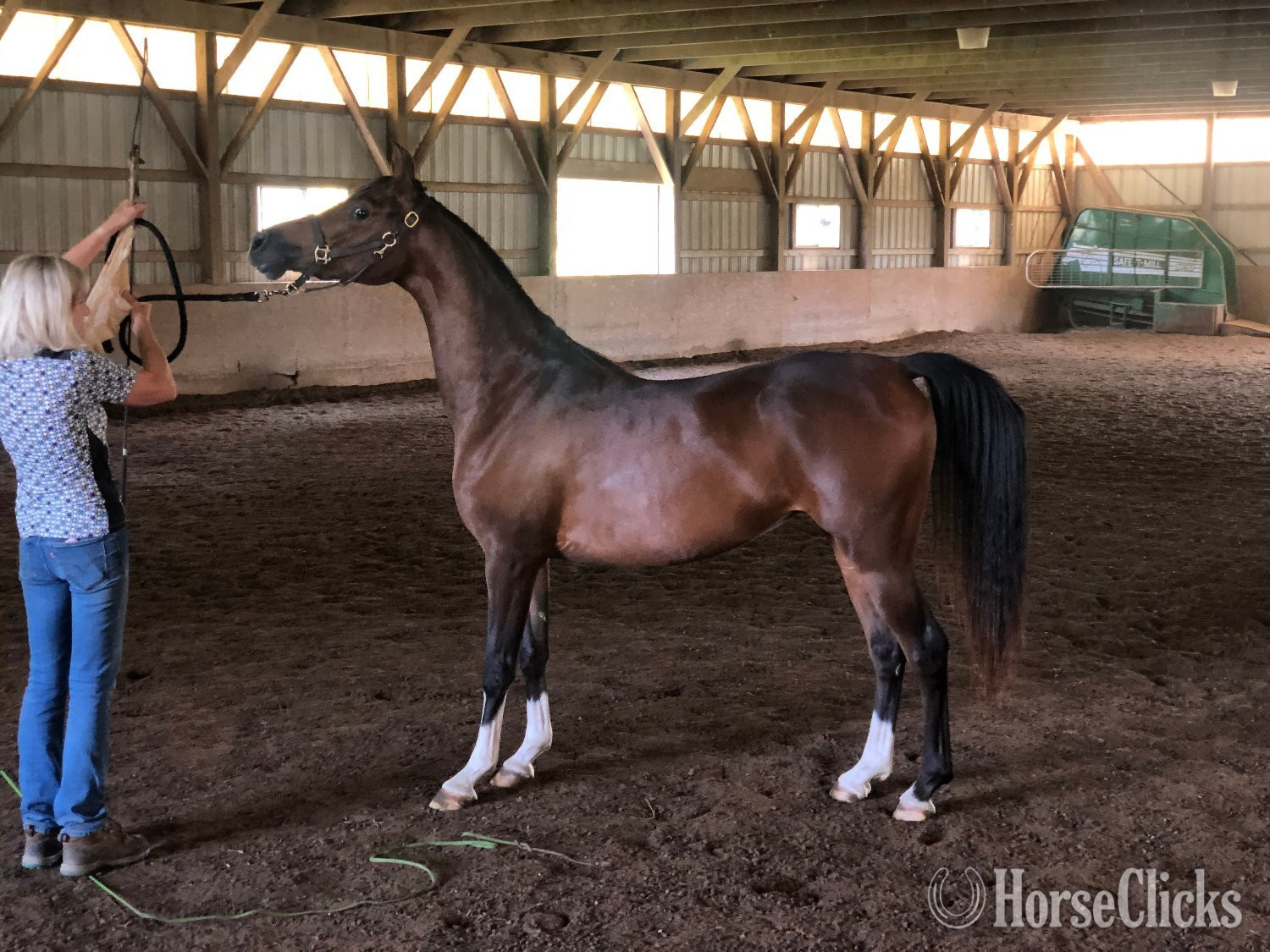 "Vitoria HWF" Bay Filly Arabian