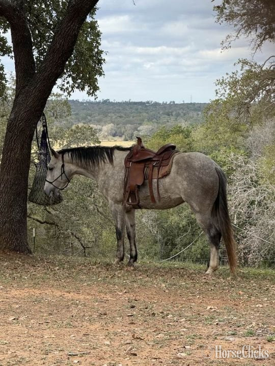 "Rose" Grey Mare Quarter Horse