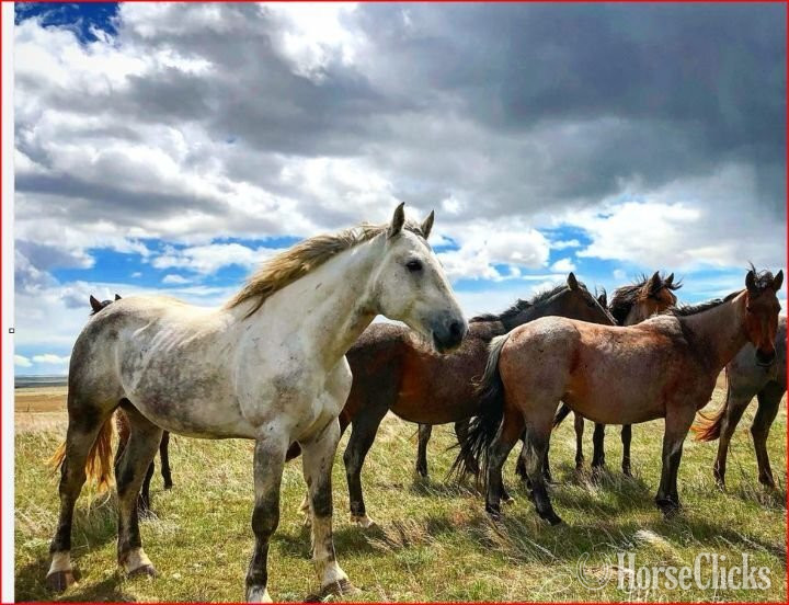 "Rose" Grey Mare Quarter Horse - Quarter Horse