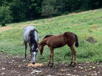 "Marlboro and Rocky" Tri-Color Filly Appaloosa