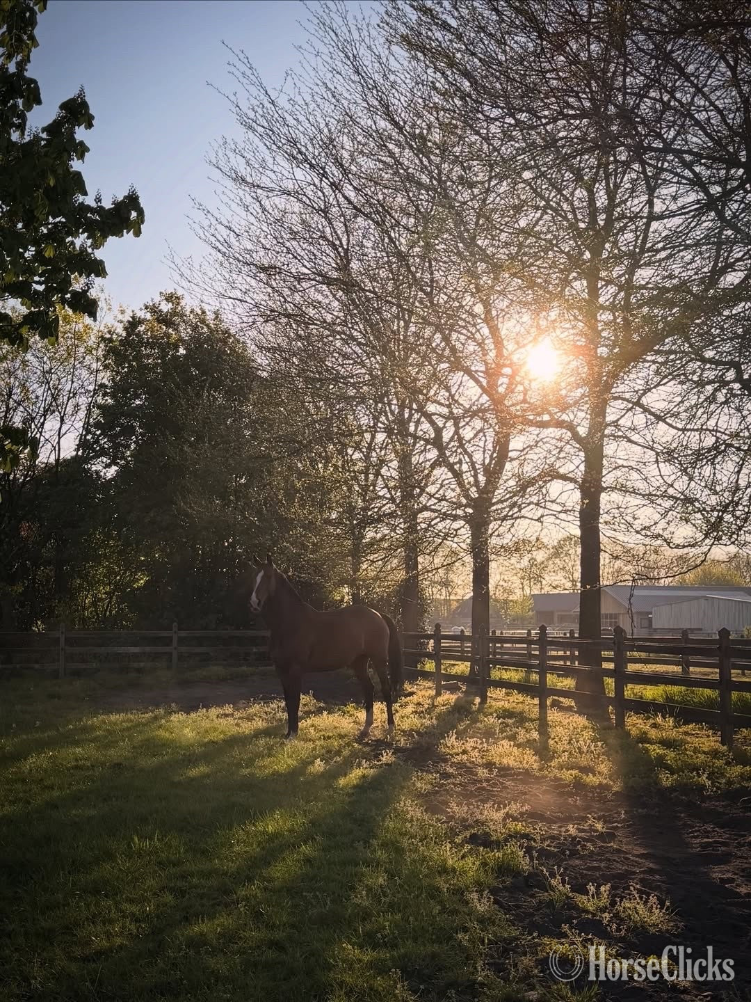 Missouri "Blaze" Brown Gelding Arabian