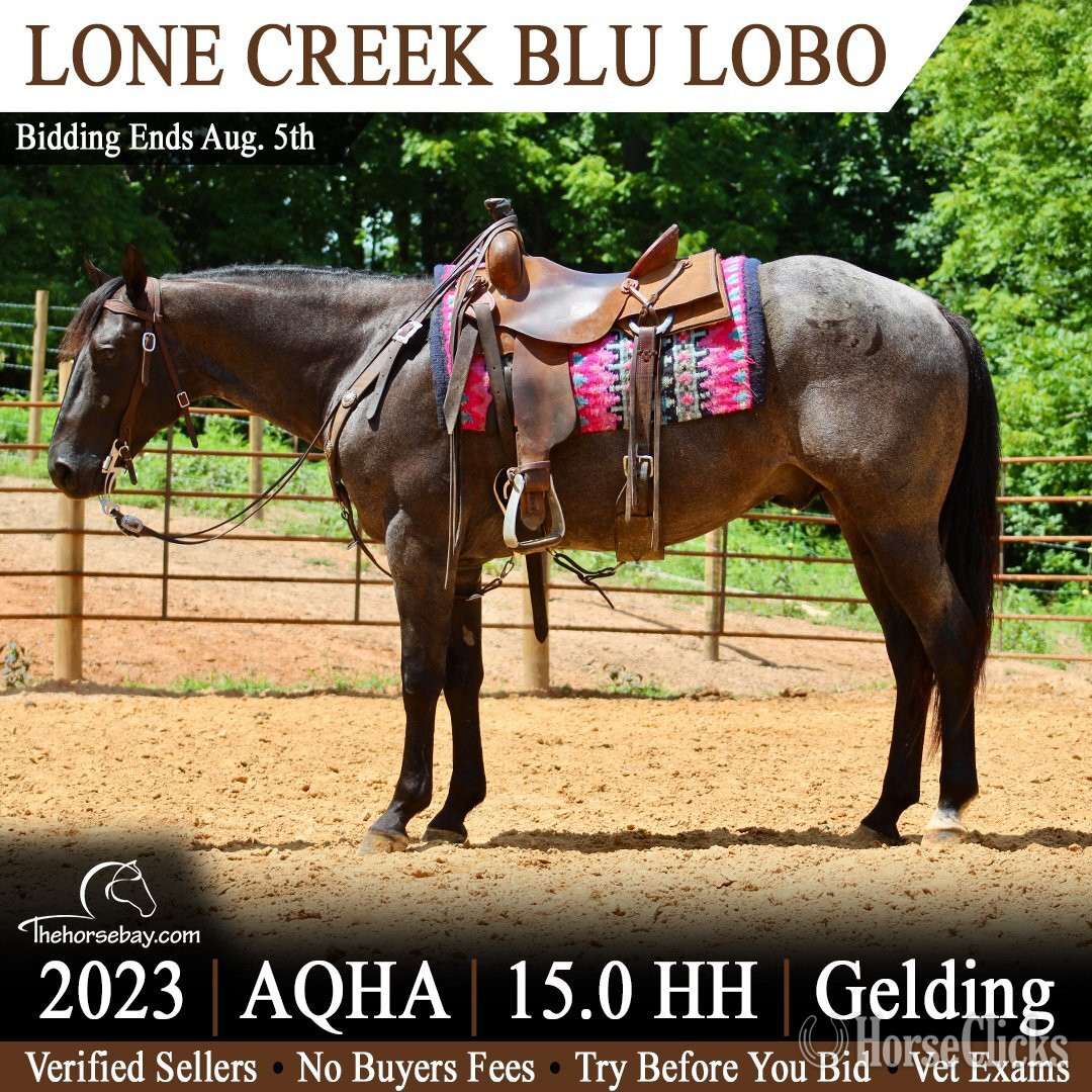 "Blu Lobo" Blue Roan Gelding Quarter Horse in Kentucky