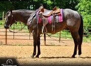 "Blu Lobo" Blue Roan Gelding Quarter Horse