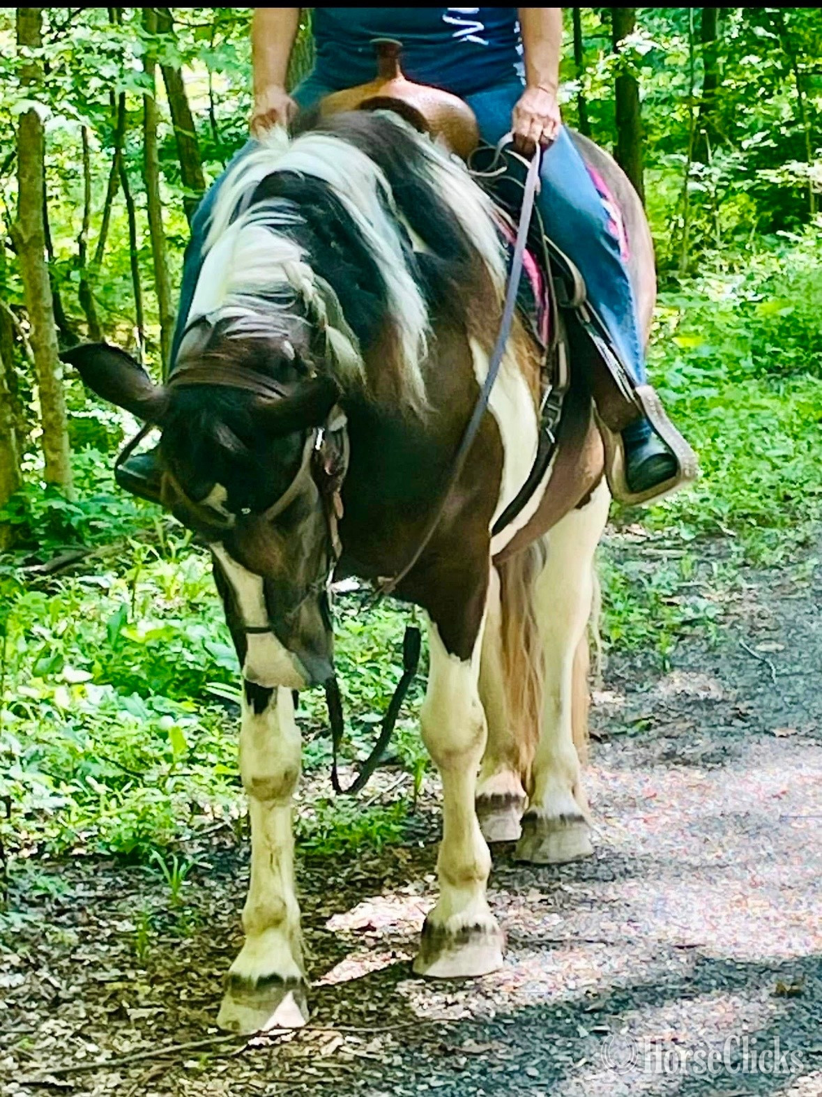 New York "Lorraine" Pinto Mare Paint