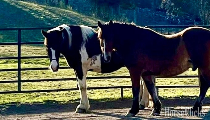 "Lorraine" Pinto Mare Paint - Paint in New York