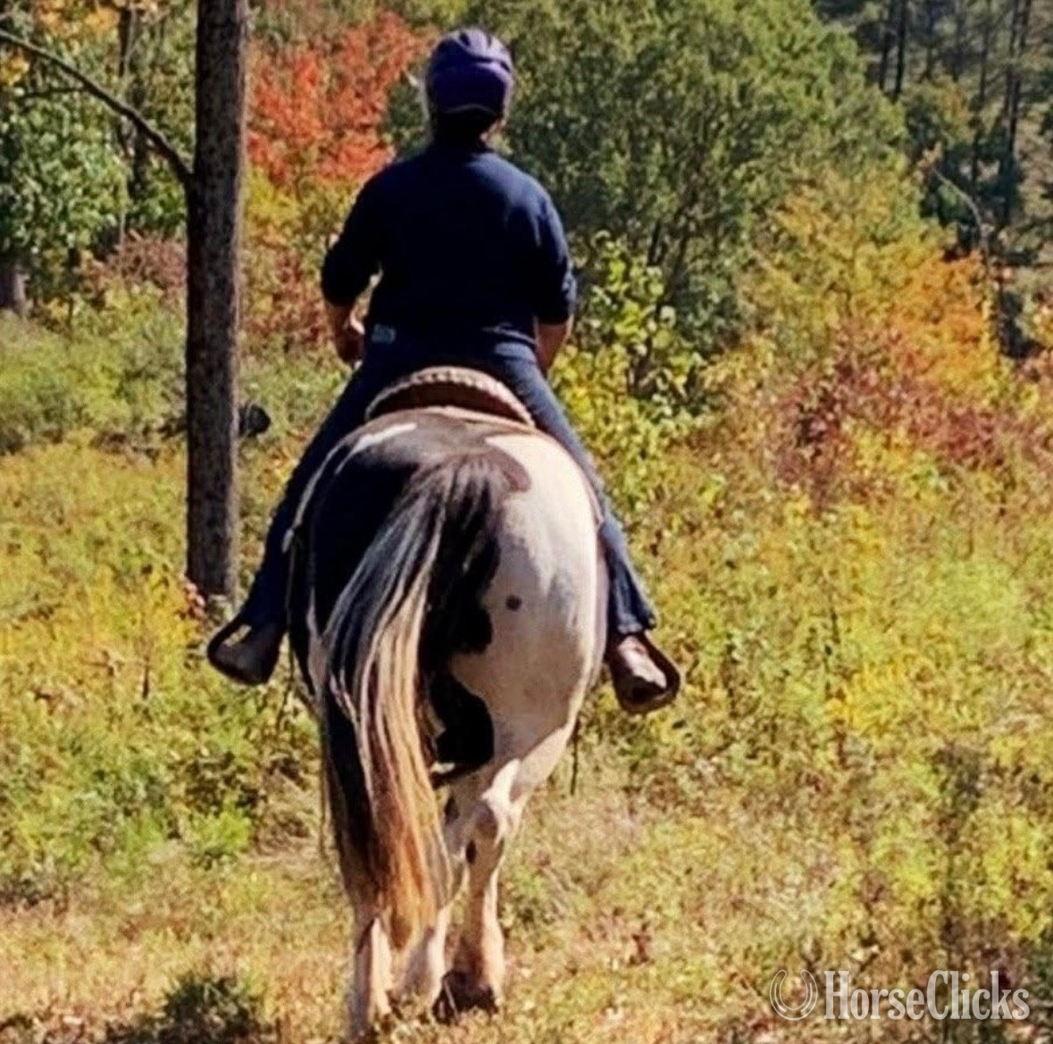 Paint - "Lorraine" Pinto Mare Paint