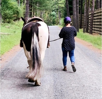 "Lorraine" Pinto Mare Paint