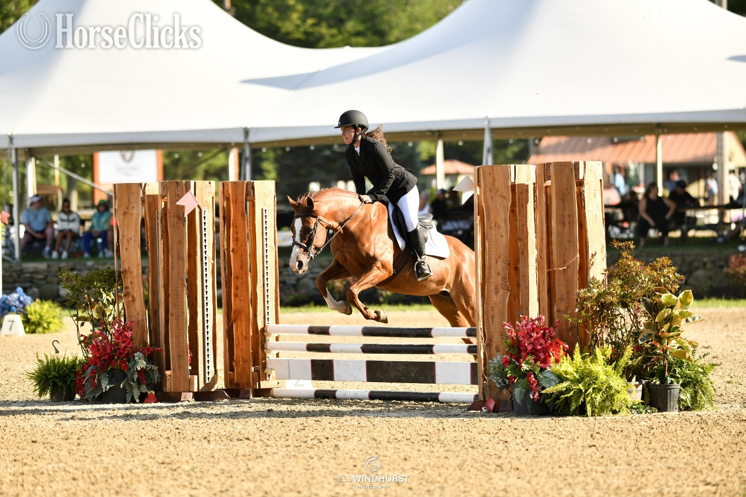 Chestnut 14.2hh Mare for Lease in Rhode Island