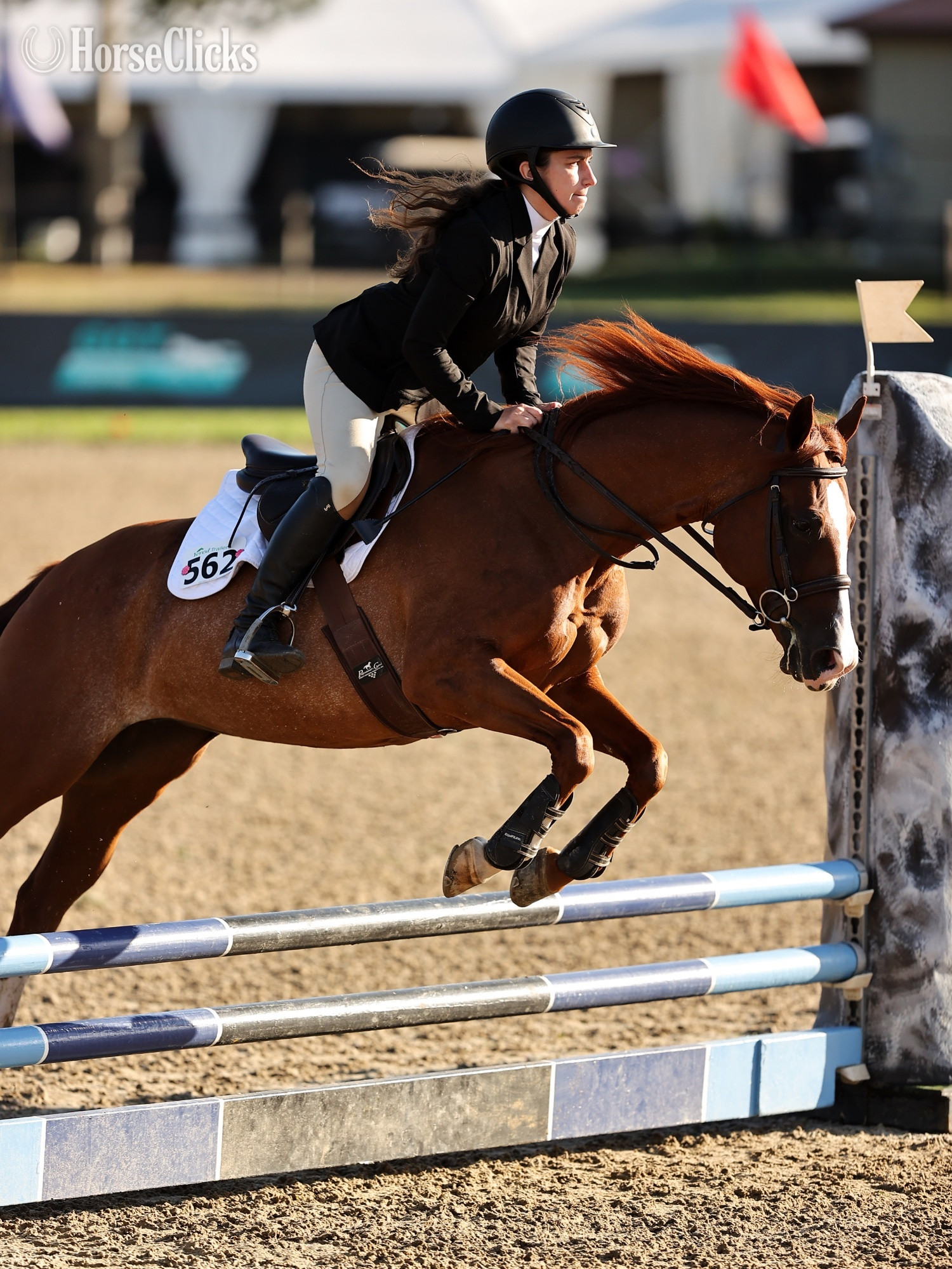 Chestnut 14.2hh Mare for Lease