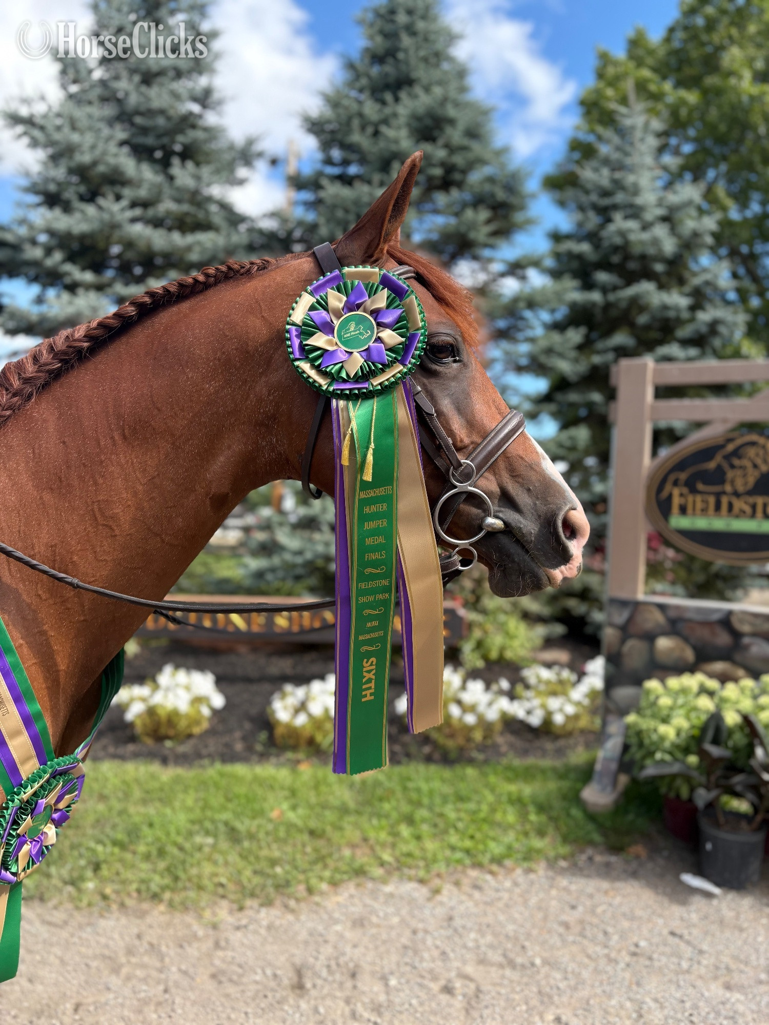 Rhode Island Chestnut 14.2hh Mare for Lease