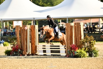 Chestnut 14.2hh Mare for Lease