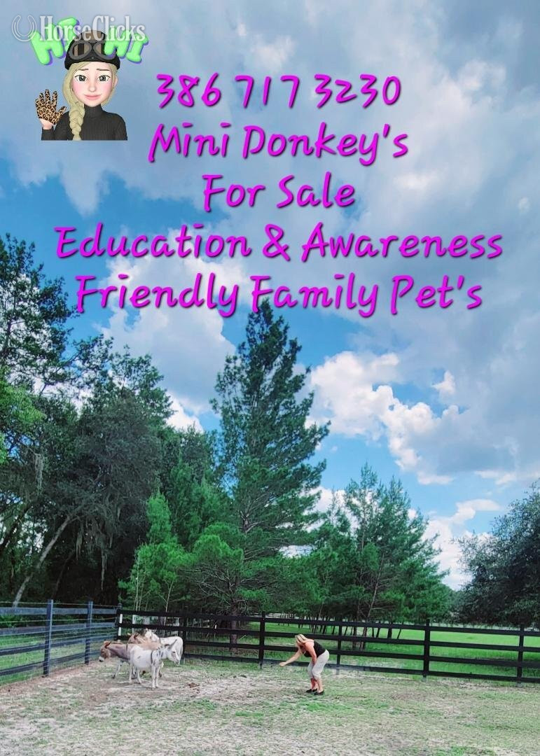 "Amazing Mini Jenny Donkeys Familys Priva" Pinto Gelding Donkey in Florida