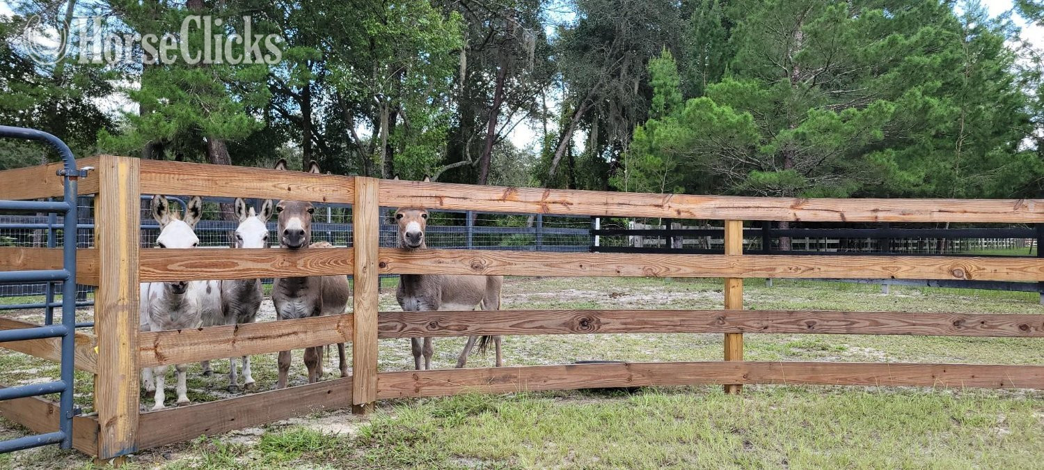"Amazing Mini Jenny Donkeys Familys Priva" Pinto Gelding Donkey