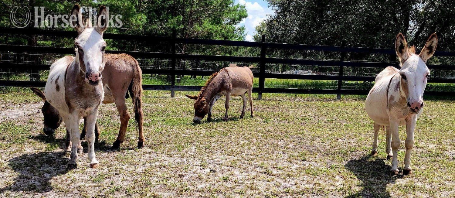 Florida "Amazing Mini Jenny Donkeys Familys Priva" Pinto Gelding Donkey