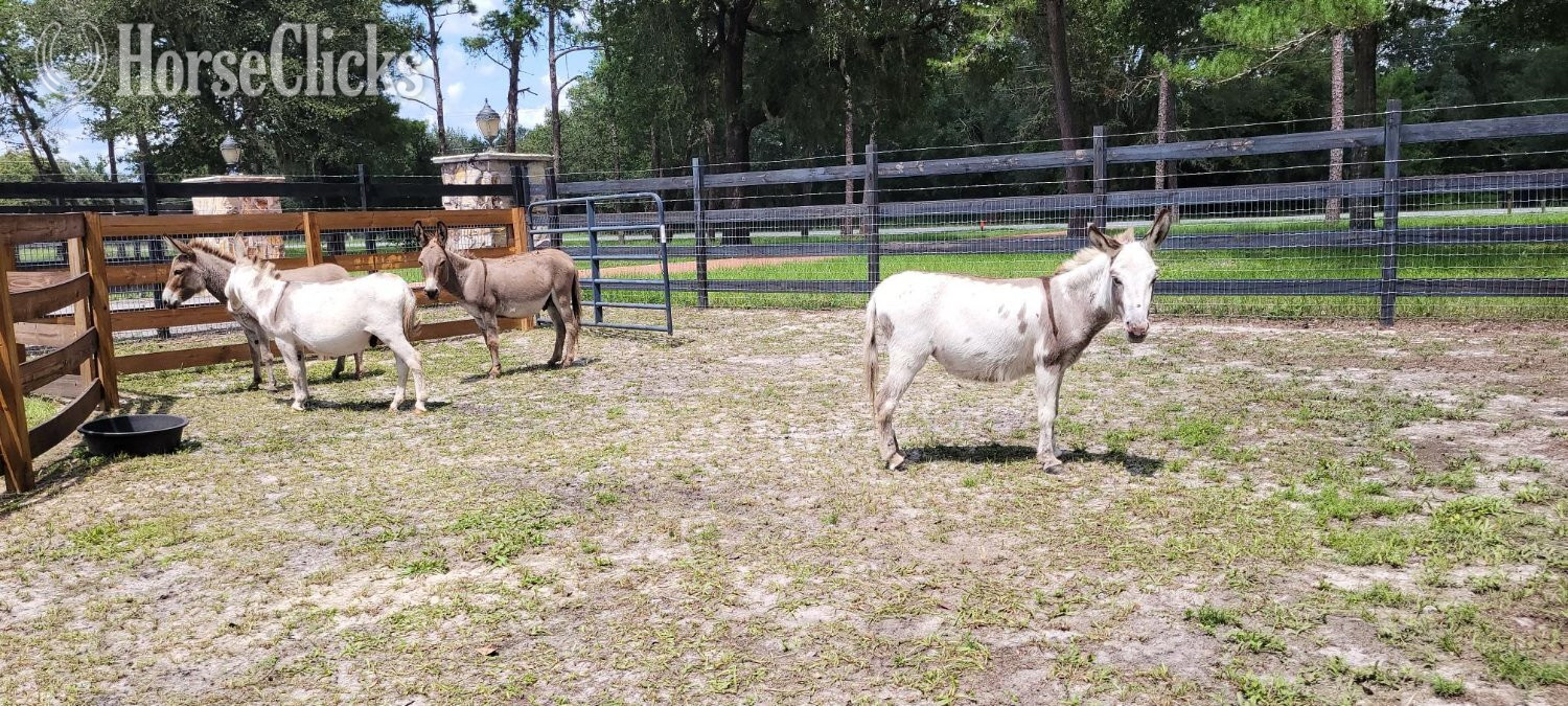 "Amazing Mini Jenny Donkeys Familys Priva" Pinto Gelding Donkey - Donkey in Florida