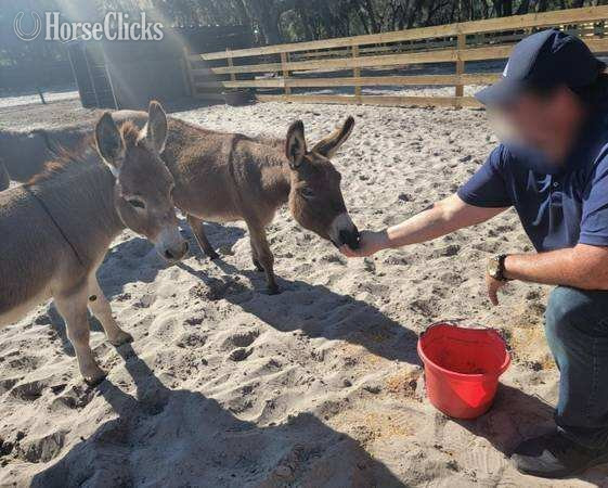 "Amazing Mini Jenny Donkeys Familys Priva" Pinto Gelding Donkey - Donkey
