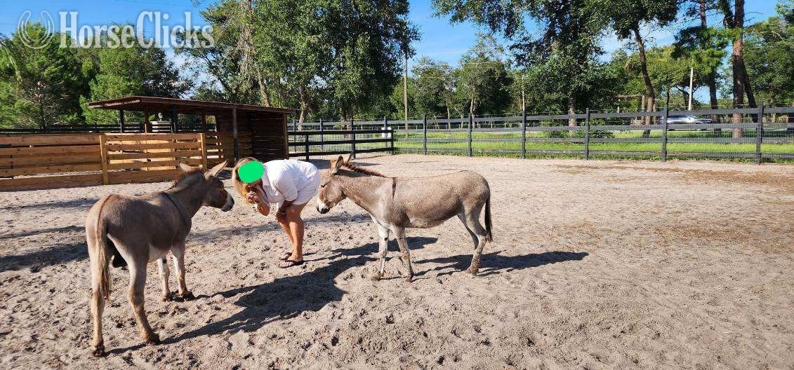 "Amazing Mini Jenny Donkeys Familys Priva" Pinto Gelding Donkey Florida