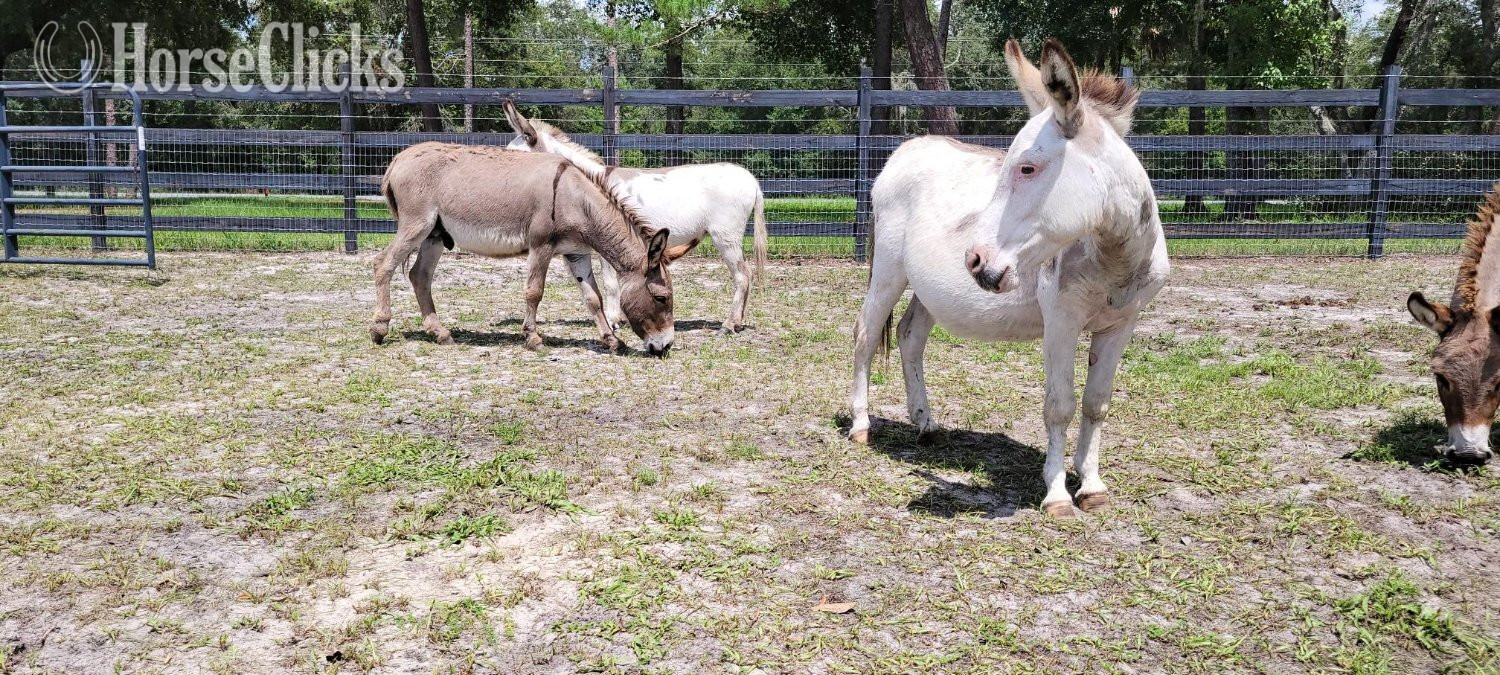 Donkey - "Amazing Mini Jenny Donkeys Familys Priva" Pinto Gelding Donkey in Florida