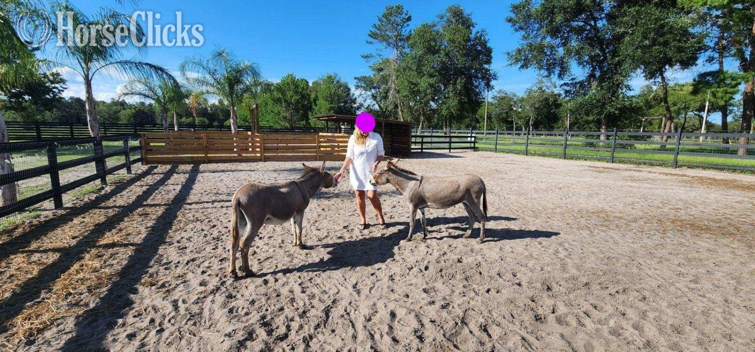 Donkey - "Amazing Mini Jenny Donkeys Familys Priva" Pinto Gelding Donkey