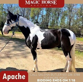 Find Horses for sale in Hugo, Minnesota